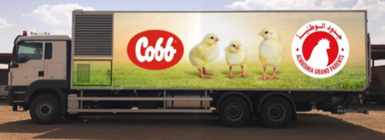 Cobb Al Watania Poultry expansion 3