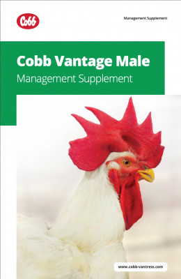 vantage male management supplement